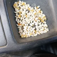 دانه تقویتی پرندگان
