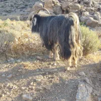 پازن فروشی