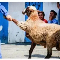 بازدهی گوشت بالابضمانت %بزغاله گوسفند+زنده میش چاق