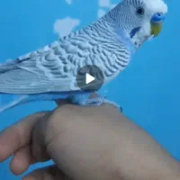 مرغ عشق گمشده