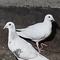 ۱۴ عدد کبوتر پرشی