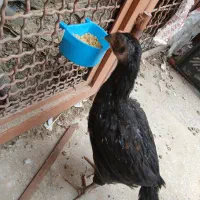 جوجه لاری تاج میل دو ماه