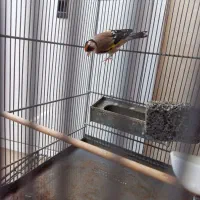 سهره رسمی چهار دنگ تازه از لک در اومده