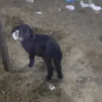 بره شیری افشاری هترو|حیوانات مزرعه|آبسرد, |دیوار