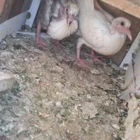 جوجه ابلغ سبز با پشت لیمویی