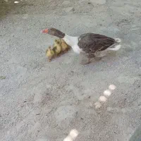 غاز نر و ماده