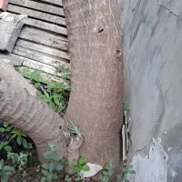 درخت یوکا ۵ متری قطور