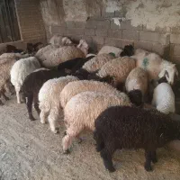 بره درجه یک