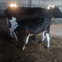 گاو ماده با گوساله ش