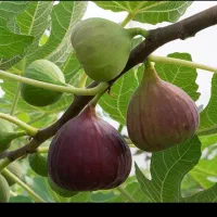 خریدار انجیر روی درخت و چیده شده
