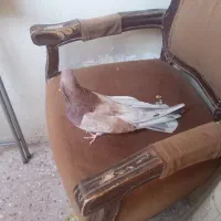 سرور