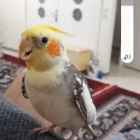 عروس هلندی نر