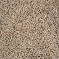 فروش جو  آبی0