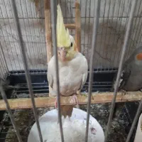 عروس هلندی