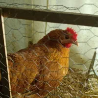 مرغ تخم گذار