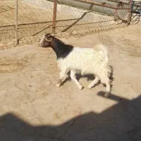 کهره
