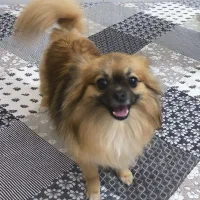 دختر دو ساله ،نژاد پامرین روباهی