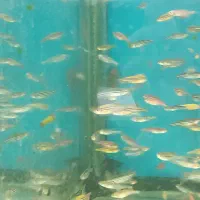 فروش انواع ماهی زبرا و گوپی به قیمت مناسب