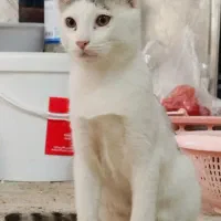 گربه زیبا