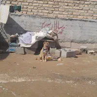 سک سرابی اصل مفت