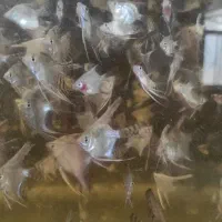 آنجل میکس یک بند