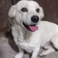 سگ خونگی