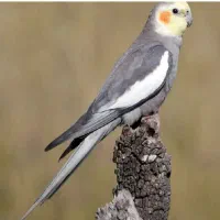 این عکس تزئینی