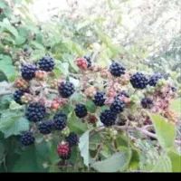 تمشک|خوردنی و آشامیدنی|گنبد کاووس, |دیوار