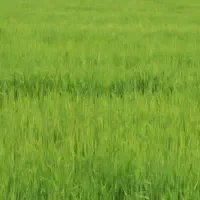 فروش-زمین-زراعتی