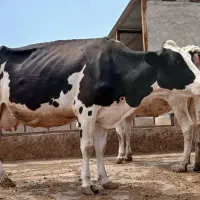 گاو آبستن
