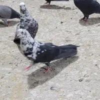 کبوتر کفتر