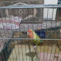کوتوله برزیلی ماده