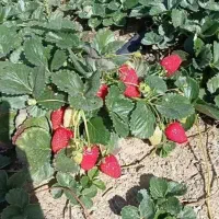 نیازمندکارگرساده