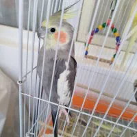 عروس هلندی نرو ماده