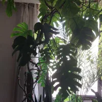 برگ انجیری