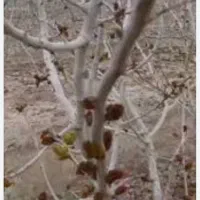 فروش چوب درخت پسته