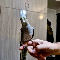 عروس هلندی ماده
