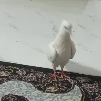 کفتر