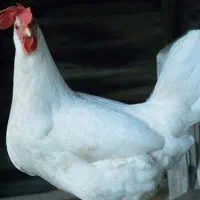 بلوبانک