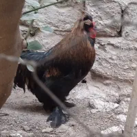 خروس سلطان