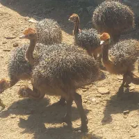 جوجه شترمرغ یکماهه