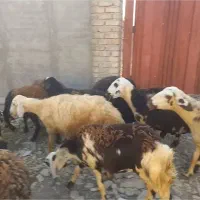 شیشک