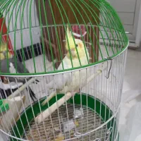 فروش یک جفت عروس هلندی نر و ماده