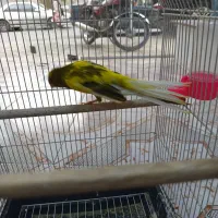 قناری رسمی بلند جیور