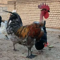 خروس گردن لخت