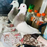 کبوتر