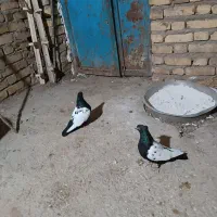 کبوتر جفت سینه ای بشرط