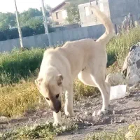 توله سرابی