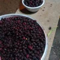 شاهتوت فوق العاده خوشمزه