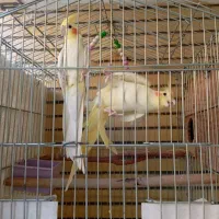 عروس هلندی شیطون نروماده